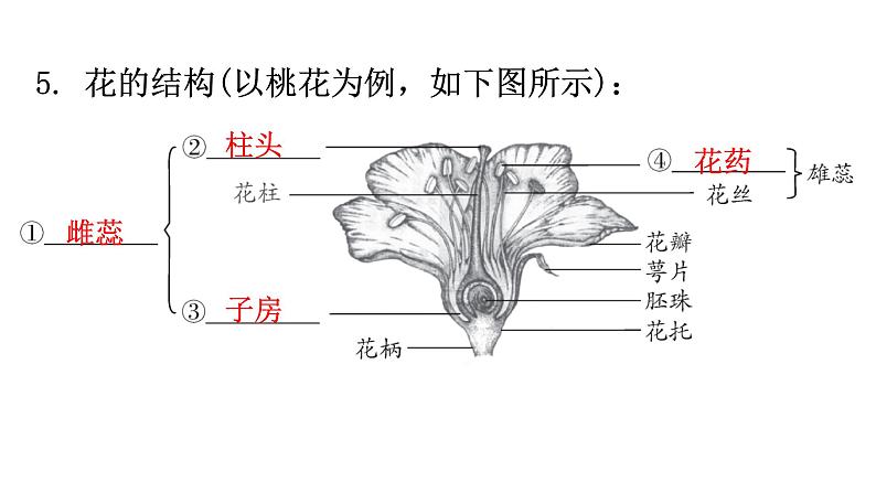 北师大版七年级生物上册第3单元第6章第3节生殖器官的生长教学课件06