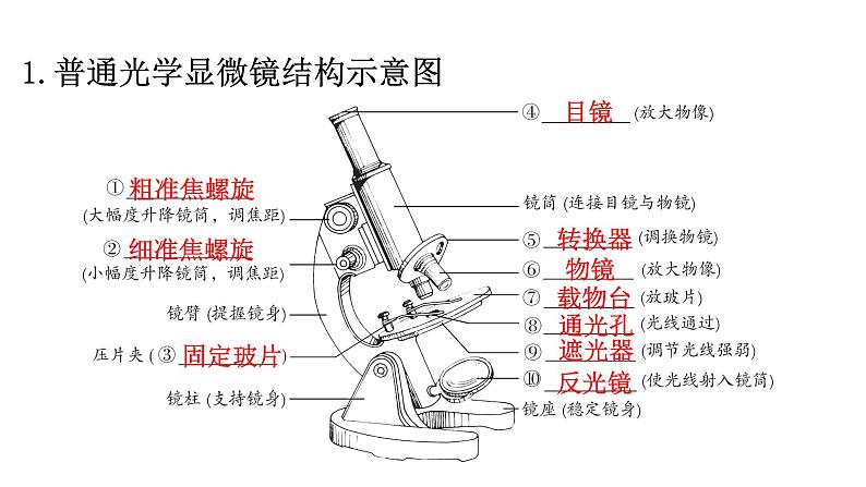 北师大版七年级生物上册重点图解专项训练课件02