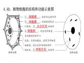 北师大版七年级生物上册重点图解专项训练课件