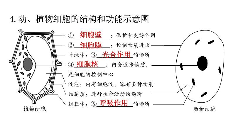 北师大版七年级生物上册重点图解专项训练课件05