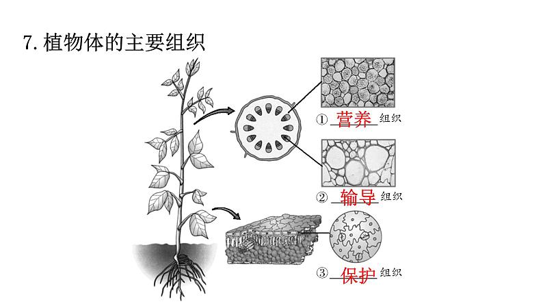 北师大版七年级生物上册重点图解专项训练课件08