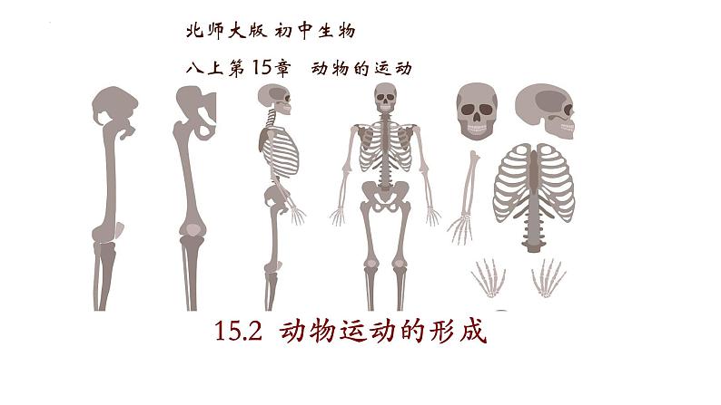 15.2动物运动的形成-【精华备课】2023-2024学年八年级生物上册同步教学课件（北师大版）第1页