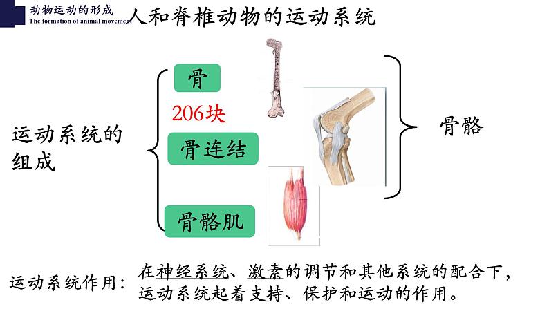 15.2动物运动的形成-【精华备课】2023-2024学年八年级生物上册同步教学课件（北师大版）第2页