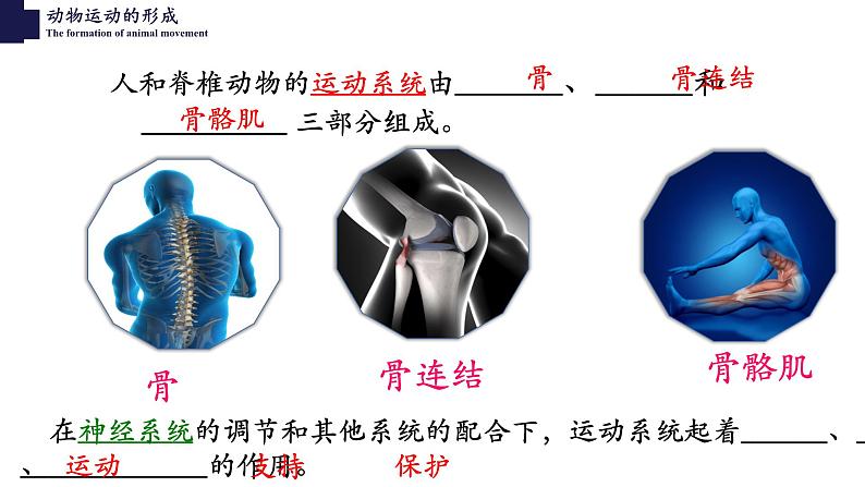 15.2动物运动的形成-【精华备课】2023-2024学年八年级生物上册同步教学课件（北师大版）第3页