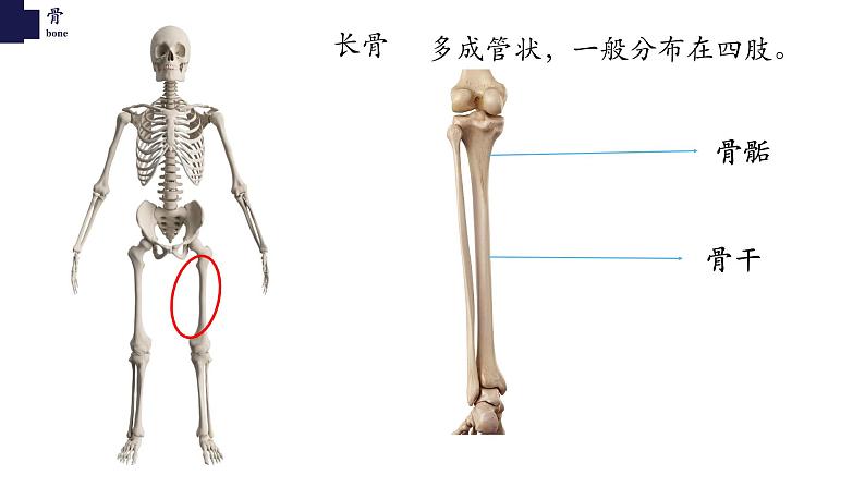 15.2动物运动的形成-【精华备课】2023-2024学年八年级生物上册同步教学课件（北师大版）第5页