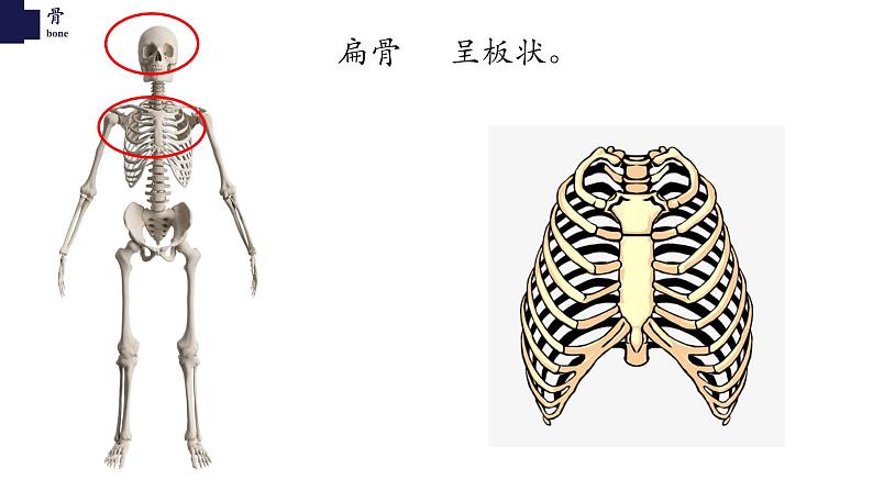 15.2动物运动的形成-【精华备课】2023-2024学年八年级生物上册同步教学课件（北师大版）第7页