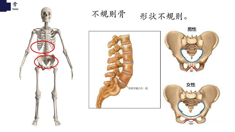 15.2动物运动的形成-【精华备课】2023-2024学年八年级生物上册同步教学课件（北师大版）第8页