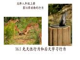 16.1先天性行为和后天学习行为-【精华备课】2023-2024学年八年级生物上册同步教学课件（北师大版）