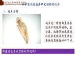 16.1先天性行为和后天学习行为-【精华备课】2023-2024学年八年级生物上册同步教学课件（北师大版）