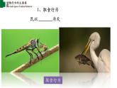 16.2动物行为的主要类型-【精华备课】2023-2024学年八年级生物上册同步教学课件（北师大版）