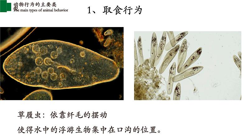 16.2 动物行为的主要类型第7页