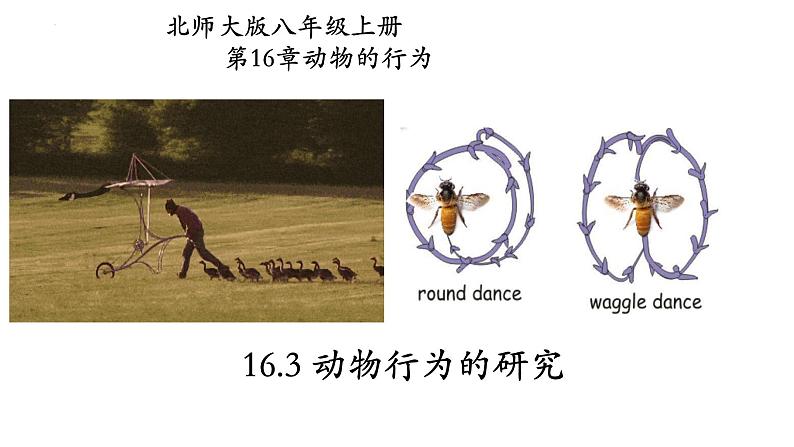 16.3动物行为的研究-【精华备课】2023-2024学年八年级生物上册同步教学课件（北师大版）01