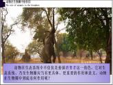 17.1动物在生物圈中的作用-【精华备课】2023-2024学年八年级生物上册同步教学课件（北师大版）