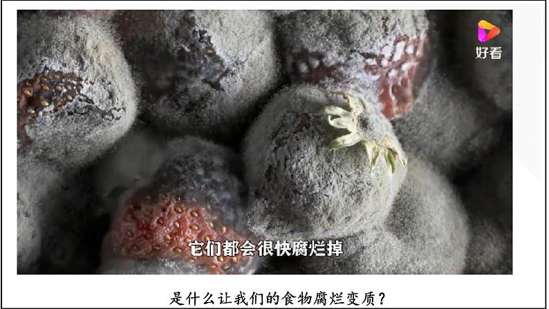 18.1微生物在生物圈中的作用-【精华备课】2023-2024学年八年级生物上册同步教学课件（北师大版）02