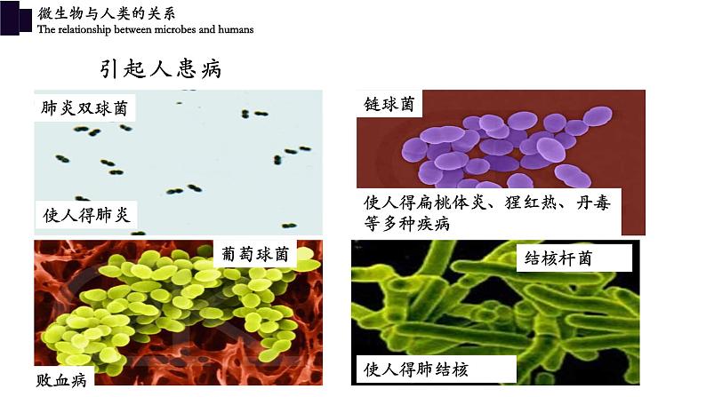 18.2微生物与人类的关系-【精华备课】2023-2024学年八年级生物上册同步教学课件（北师大版）03