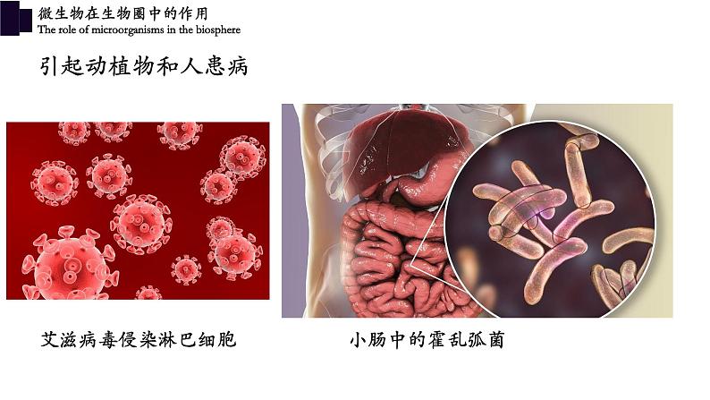 18.2微生物与人类的关系-【精华备课】2023-2024学年八年级生物上册同步教学课件（北师大版）05