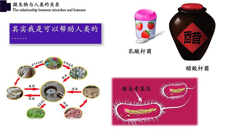 18.2微生物与人类的关系-【精华备课】2023-2024学年八年级生物上册同步教学课件（北师大版）06