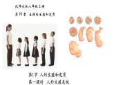 19.1人的生殖和发育（2课时）-【精华备课】2023-2024学年八年级生物上册同步教学课件（北师大版）