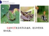19.1人的生殖和发育（2课时）-【精华备课】2023-2024学年八年级生物上册同步教学课件（北师大版）