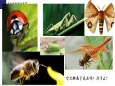 19.2动物的生殖与发育（第1课时）-【精华备课】2023-2024学年八年级生物上册同步教学课件（北师大版）