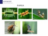 19.2动物的生殖与发育（第1课时）-【精华备课】2023-2024学年八年级生物上册同步教学课件（北师大版）