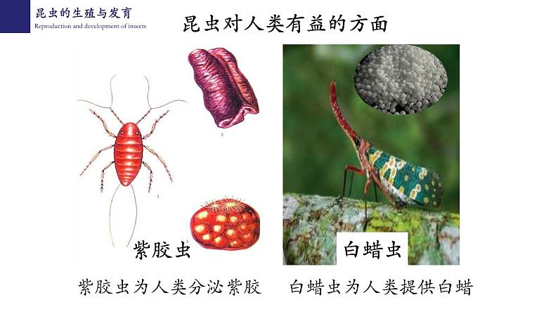 19.2动物的生殖与发育（第1课时）-【精华备课】2023-2024学年八年级生物上册同步教学课件（北师大版）第7页