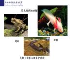 19.2动物的生殖与发育（第2课时）-【精华备课】2023-2024学年八年级生物上册同步教学课件（北师大版）
