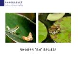 19.2动物的生殖与发育（第2课时）-【精华备课】2023-2024学年八年级生物上册同步教学课件（北师大版）