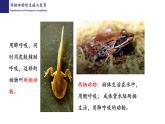 19.2动物的生殖与发育（第2课时）-【精华备课】2023-2024学年八年级生物上册同步教学课件（北师大版）