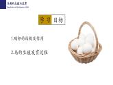 19.2动物的生殖与发育（第3课时）-【精华备课】2023-2024学年八年级生物上册同步教学课件（北师大版）