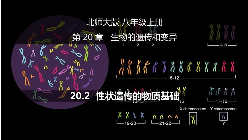 20.2性状遗传的物质基础-【精华备课】2023-2024学年八年级生物上册同步教学课件（北师大版）01