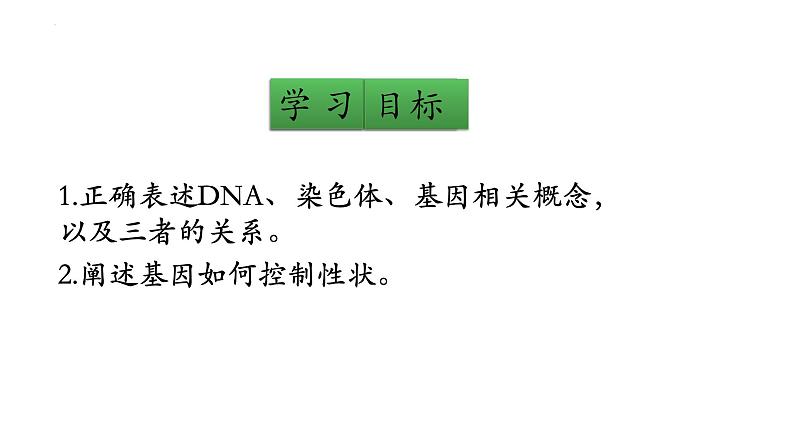 20.2性状遗传的物质基础-【精华备课】2023-2024学年八年级生物上册同步教学课件（北师大版）05