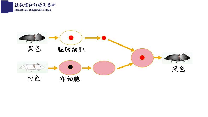 20.2性状遗传的物质基础-【精华备课】2023-2024学年八年级生物上册同步教学课件（北师大版）07