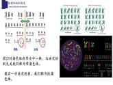 20.4性别和性别决定-【精华备课】2023-2024学年八年级生物上册同步教学课件（北师大版）