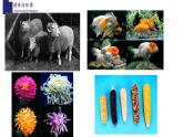 20.5遗传与环境-【精华备课】2023-2024学年八年级生物上册同步教学课件（北师大版）