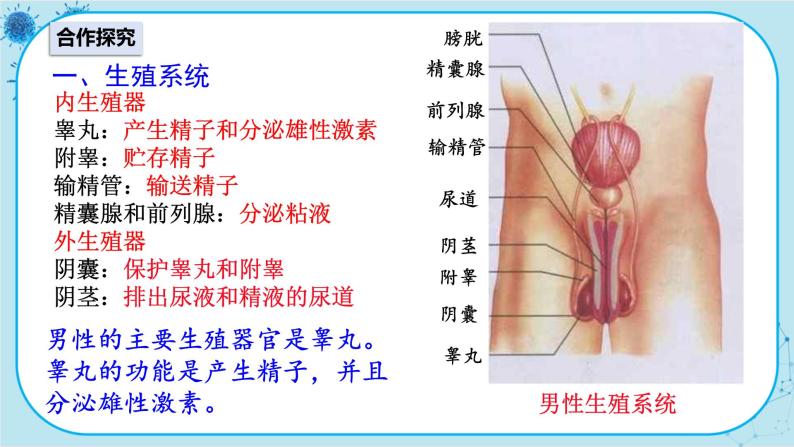 人教版生物七下 1.2《人的生殖》课件PPT03