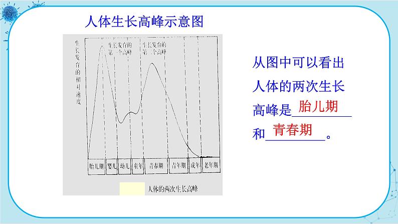 人教版生物七下 1.3《青春期》课件PPT08