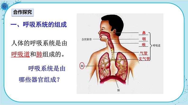 人教版生物七下 3.1《呼吸道对空气的处理》课件PPT03