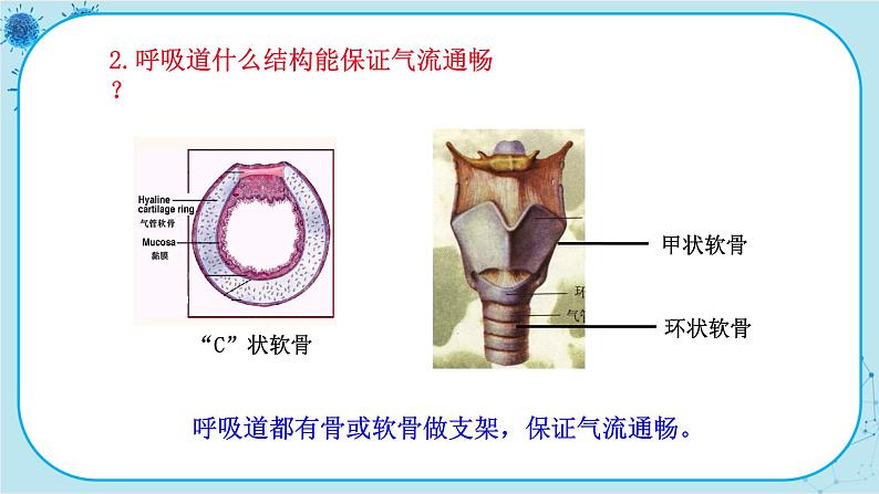人教版生物七下 3.1《呼吸道对空气的处理》课件PPT05
