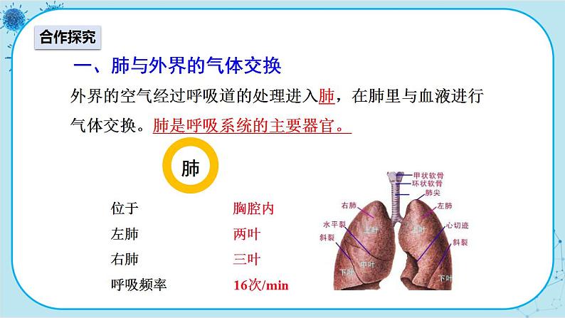 人教版生物七下 3.2《发生在肺内的气体交换》课件PPT第3页