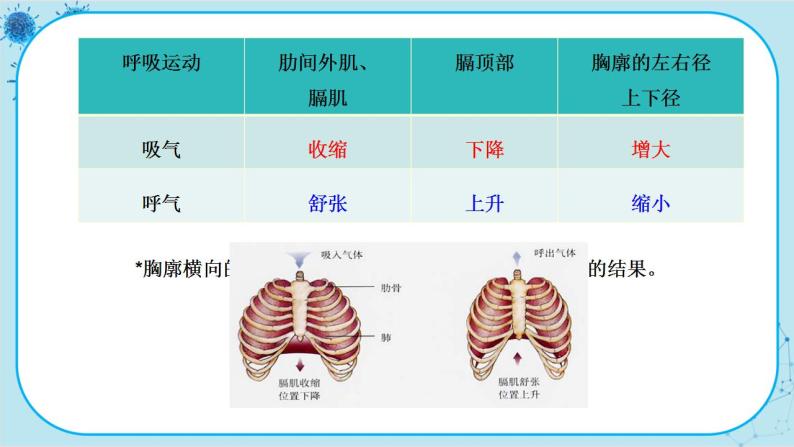 人教版生物七下 3.2《发生在肺内的气体交换》课件PPT05