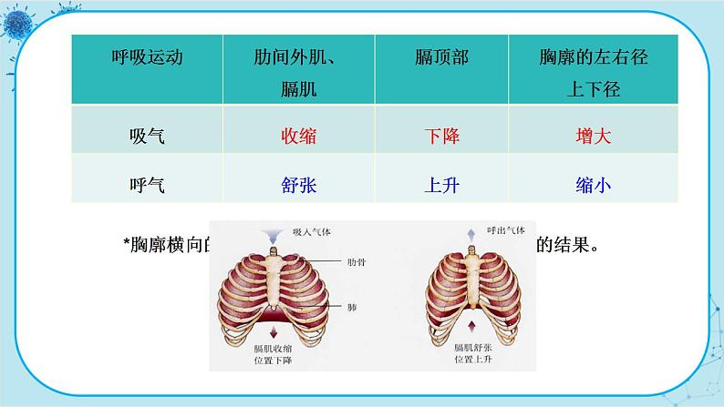 人教版生物七下 3.2《发生在肺内的气体交换》课件PPT第5页