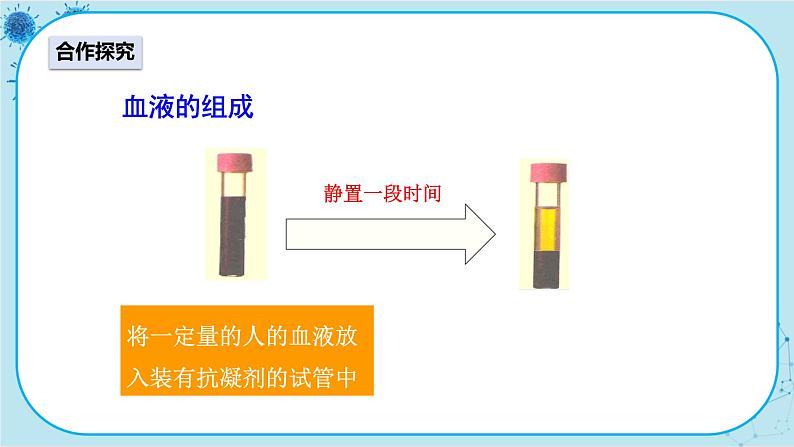 人教版生物七下 4.1《流动的组织——血液》课件PPT03