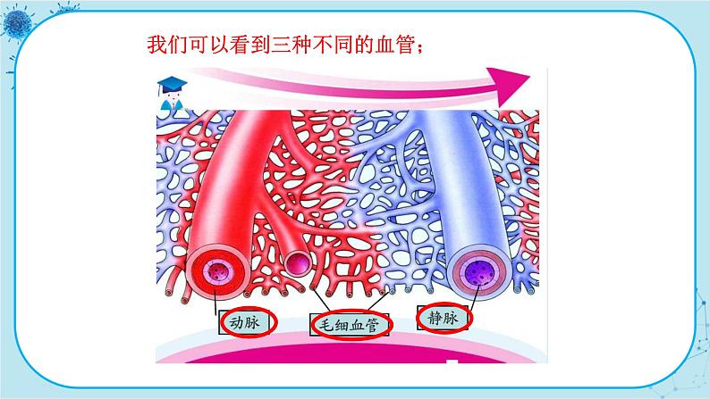 人教版生物七下 4.2《血流的管道——血管》课件PPT04