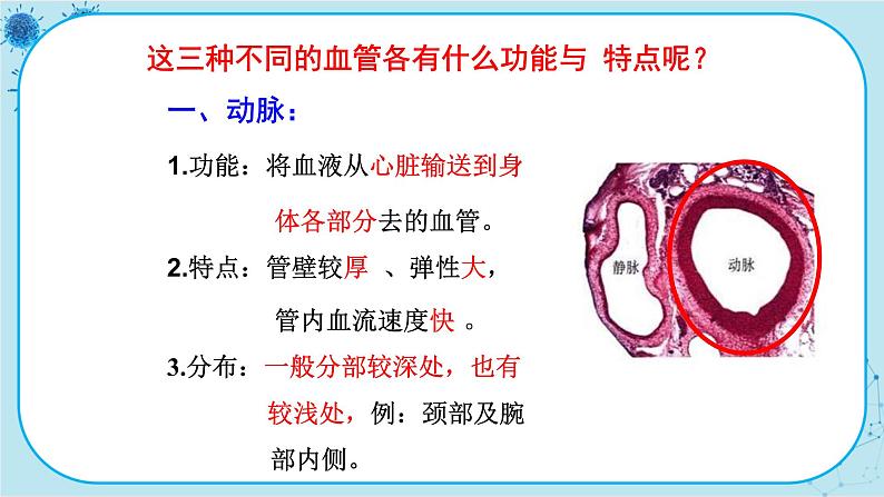 人教版生物七下 4.2《血流的管道——血管》课件PPT05