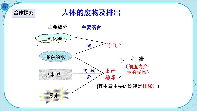 人教版生物七下 5《人体内废物的排出》课件PPT03