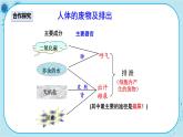 人教版生物七下 5《人体内废物的排出》课件PPT