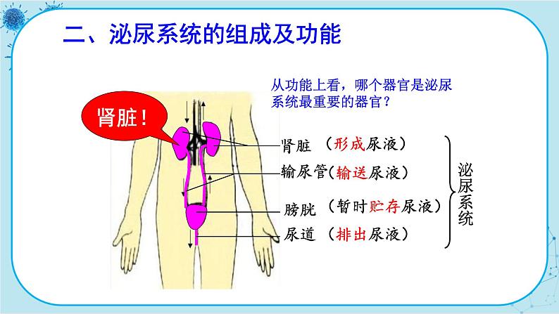 人教版生物七下 5《人体内废物的排出》课件PPT06