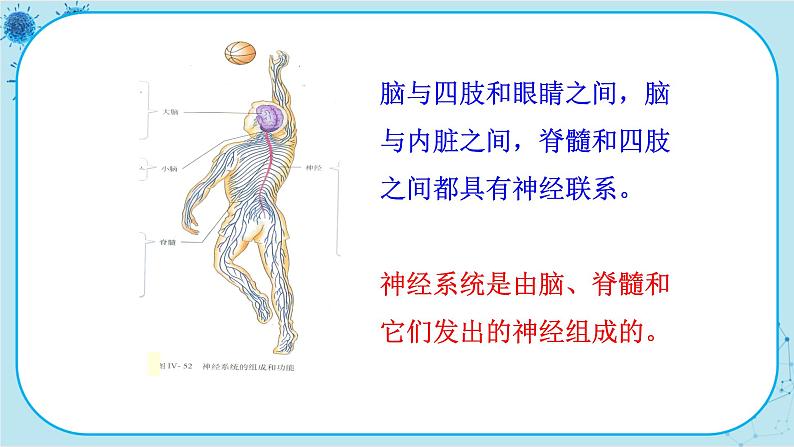 人教版生物七下 6.2《神经系统的组成》课件PPT第6页