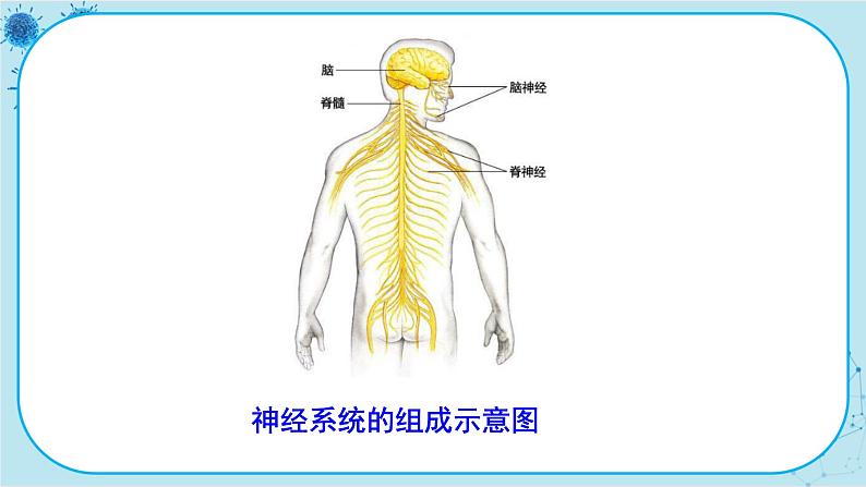 人教版生物七下 6.2《神经系统的组成》课件PPT第7页